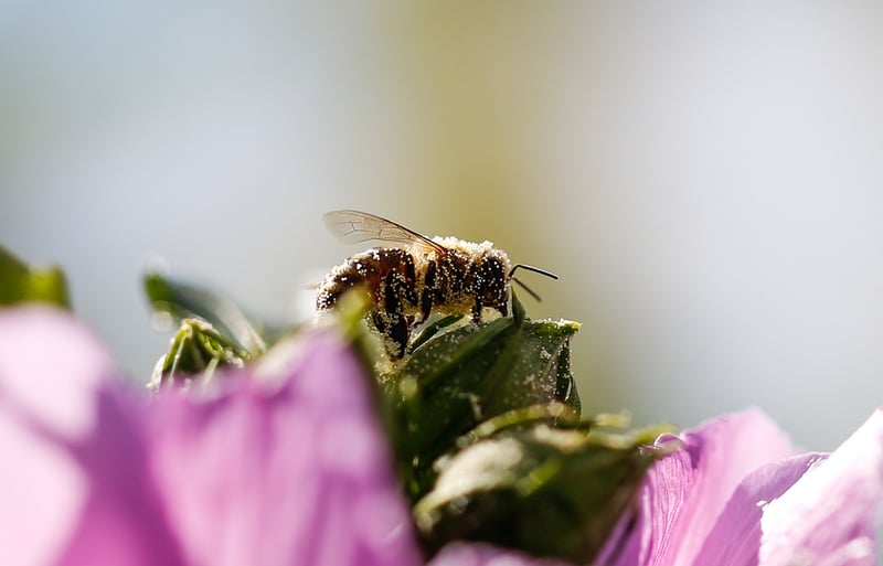 Bee Pollination