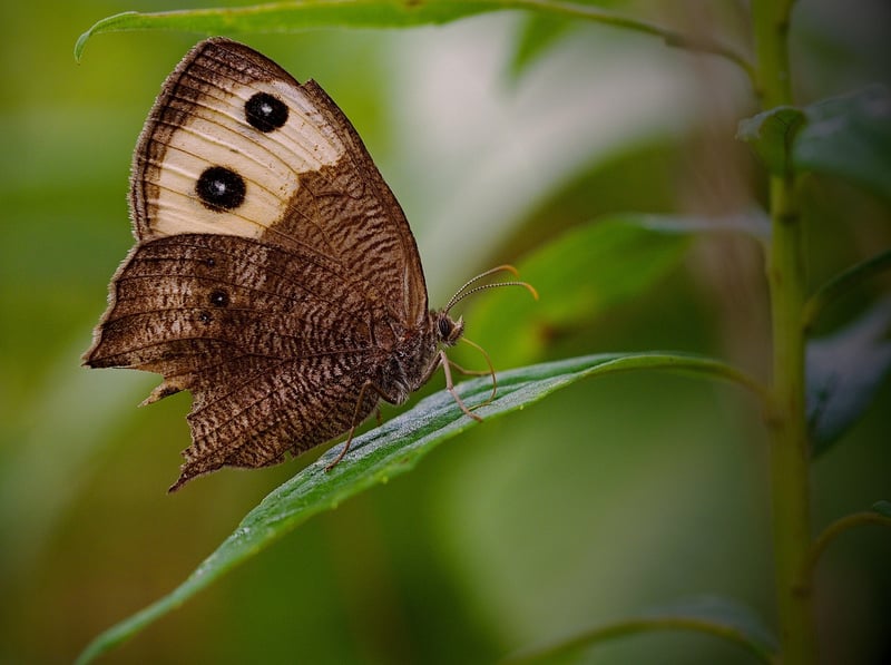 Butterfly Habitats
