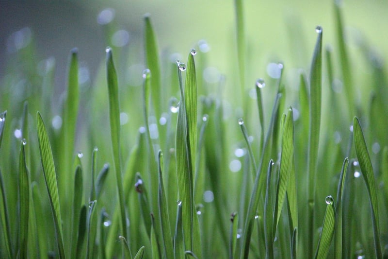 Soil Maintenance