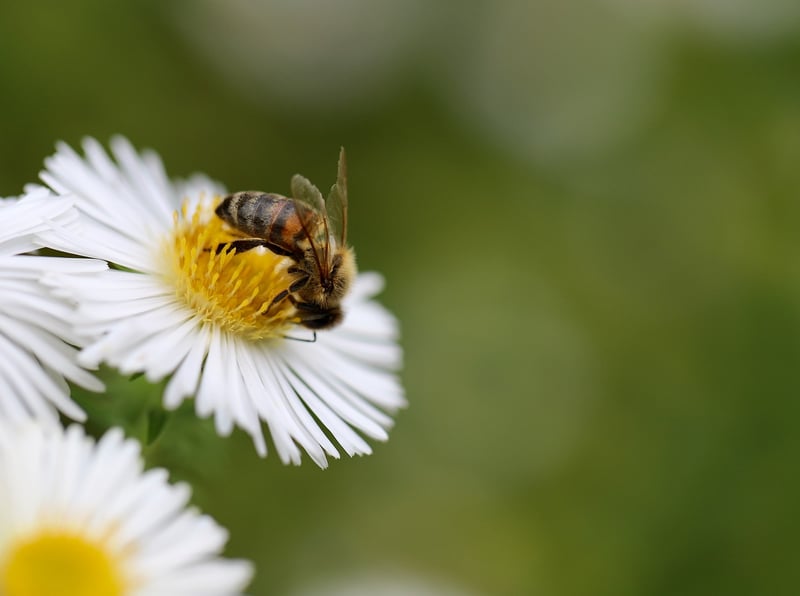 Bee Pollination