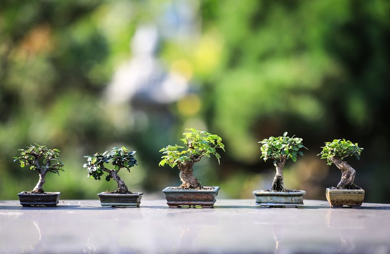 Volunteer Gardening